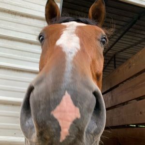 Meet your Posher, Sammie